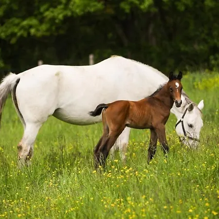 Equestre بيت للعطل *