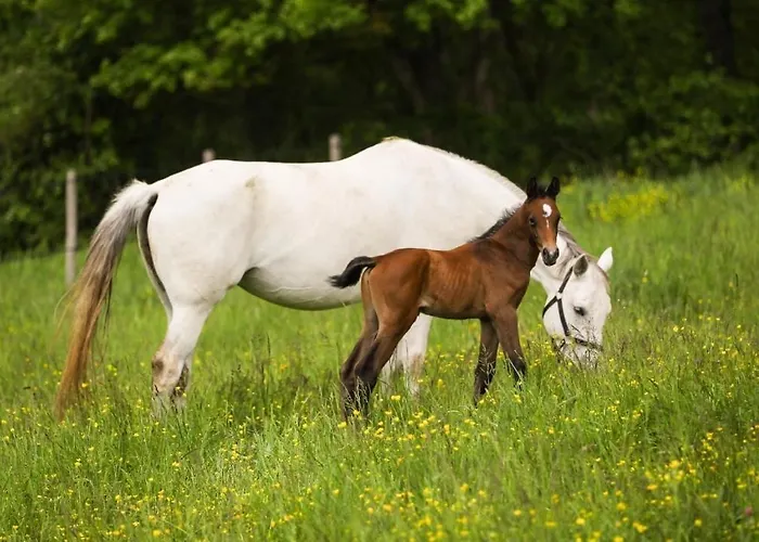 équestre Сasa de vacaciones *